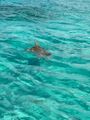 turtle sighting - Green Turtle Cay