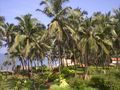 beachside coconut groves, Goa