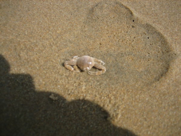 a crustacean on the beach