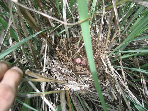 a robin's nest with eggs