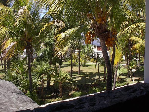 ubiquitous coconut palms