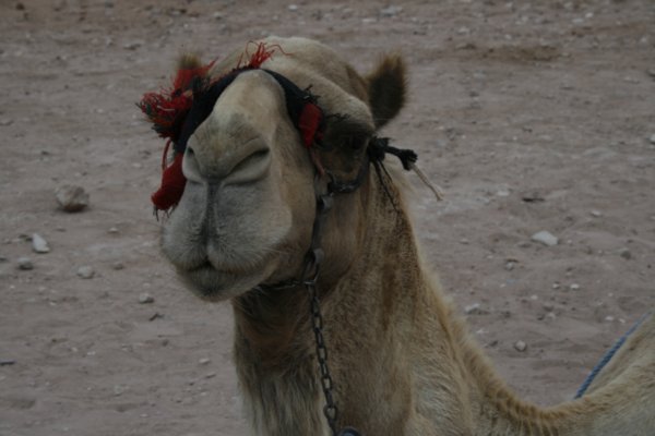camel! in petra
