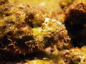 Up Close Scorpionfish