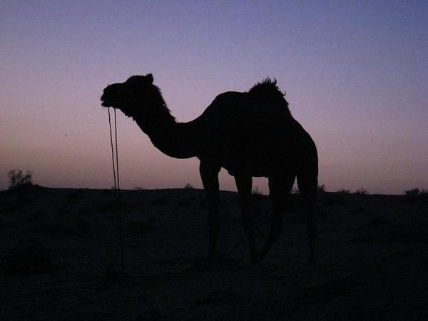 Camels at Sunset