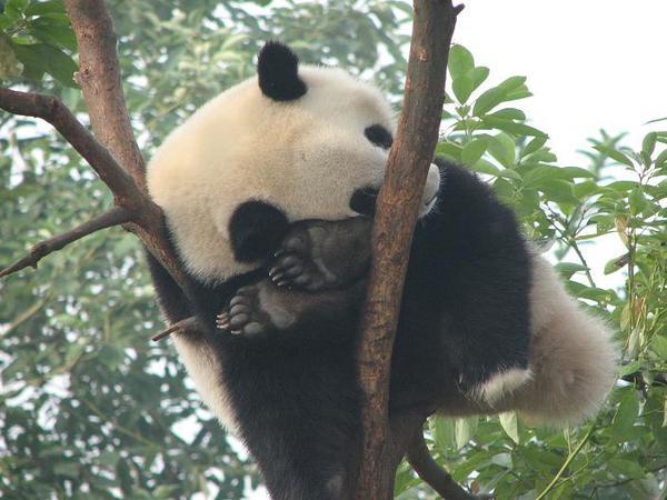 Panda Napping