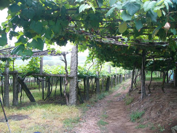 P1030537 - Trails along private lands - vines for shelter