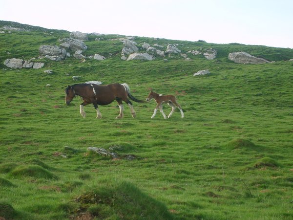 S5000629 Pyrenees Lose Mountain Horses, many giving birth on this day.