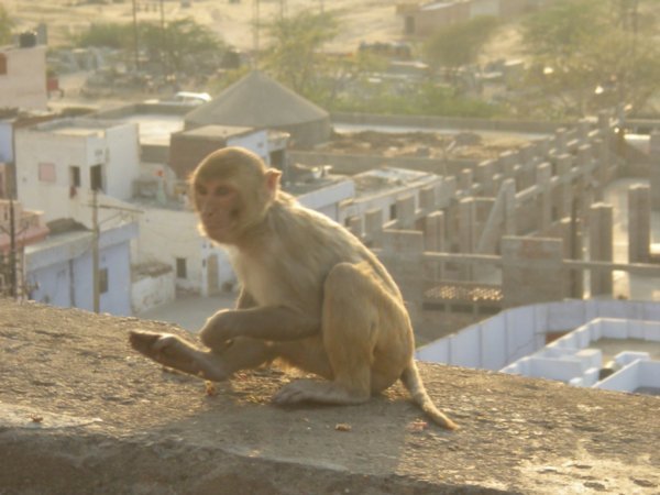 Monkey at the Monkey Temple