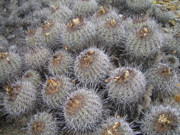 Islas Damas - Cacti