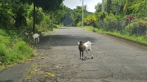 Sur les routes de Martinique, il y a...