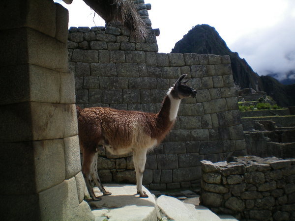 Scene typique: un lama au milieu des ruines