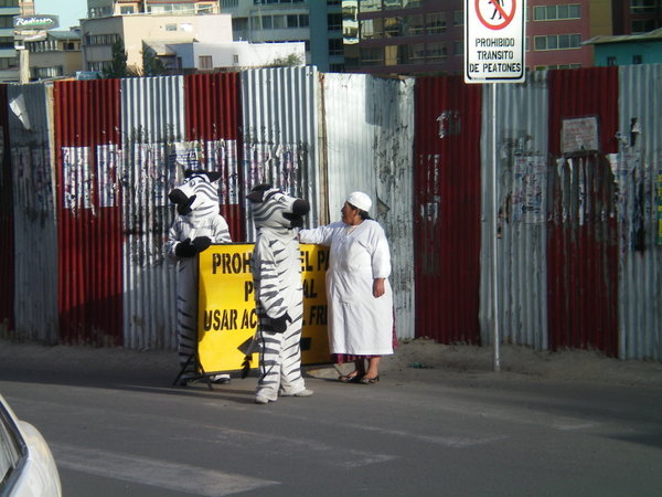 Les fameux zebres responsables de la circulation
