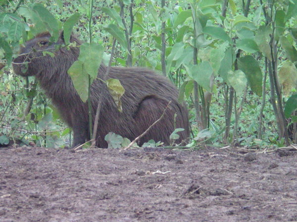 Un capibara