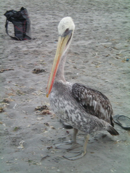 Un joli pelican