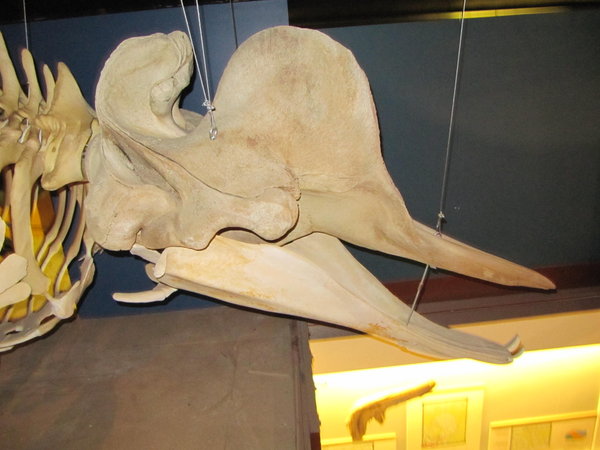 Musée de la baleine