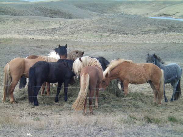 Tous le monde a un troupeau de chevaux islandais dans sa cour