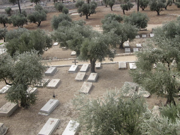 Des oliviers et des tombes juives sur le mont des Oliviers