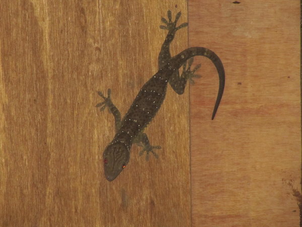 Le gecko d un pied dans la salle de bain