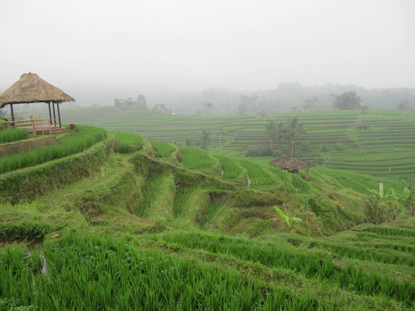 Les rizieres de Bali