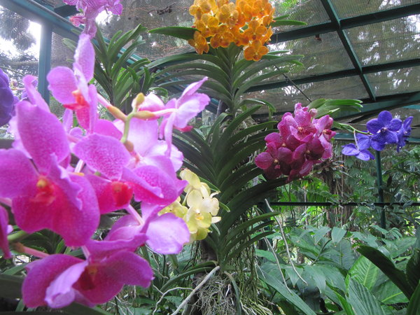 Orchidé2