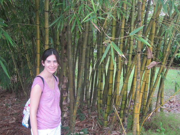 Petite forêt de Bamboo