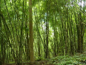 Forest de bambou