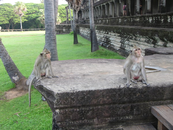 2 Monkey à Angkor Wat