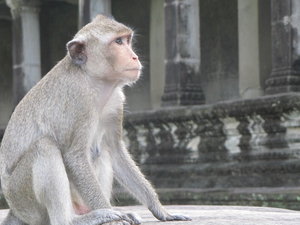 L'un des singes dans Angkor Wat