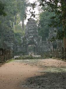 L'arbre qui est tombé à Preah Khan