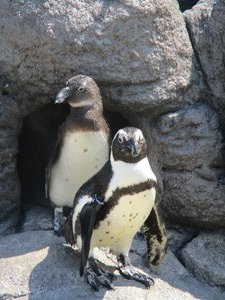 Charmants pingouins!
