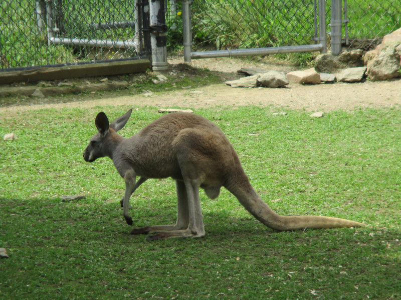 Copain kangourou
