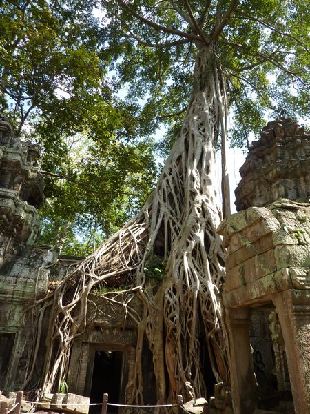 Tomb Raider temple - Ta Phrom