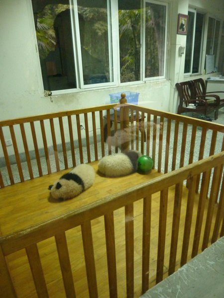 Baby pandas!!