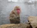 monkey onsen
