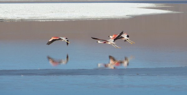 Andean flamingoes in flight
