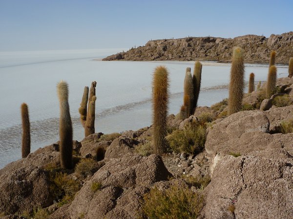 one of the islands in the salar ... with cactii up to 12ft tall