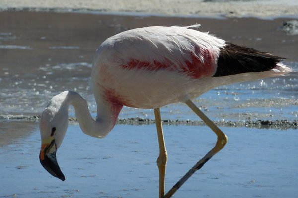 more flamingo pics