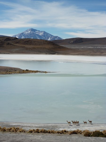 llamas at the green lagoon
