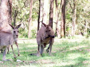 Seeing some Kangaroos in the wild