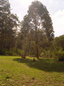 Seeing some Kangaroos in the wild 2