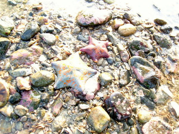 Starfish along our path
