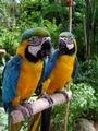 Lary and Melanie if we were parrots