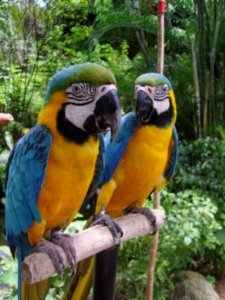 Lary and Melanie if we were parrots