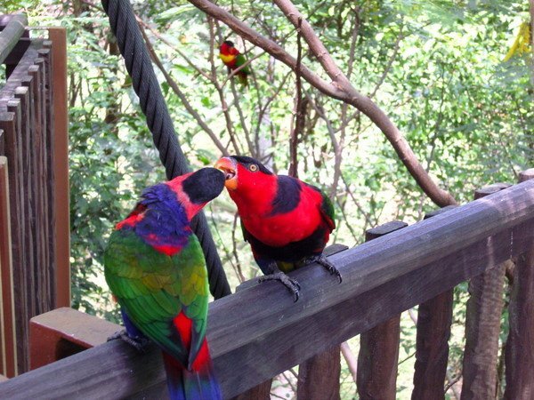 Kissing Lory's
