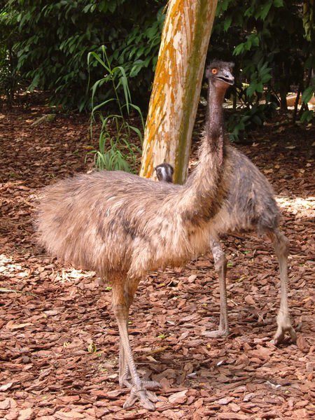 An Emu or Ostrich...not sure.