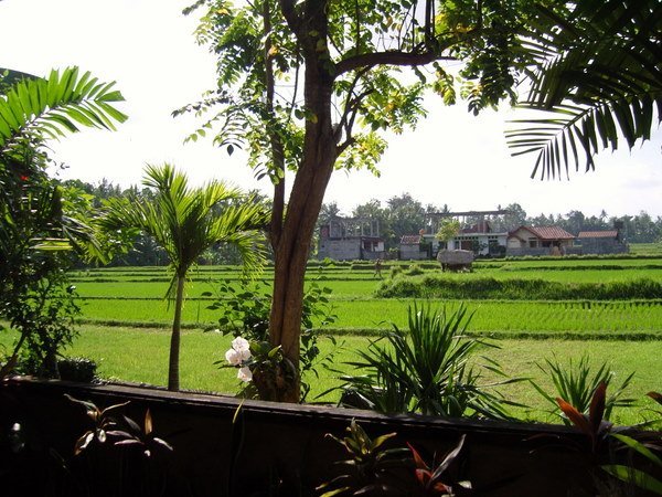 The rice field beside our villa