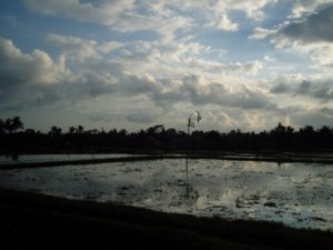 Rice Paddies at dusk