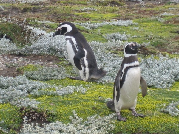 Magellanic penguins 1