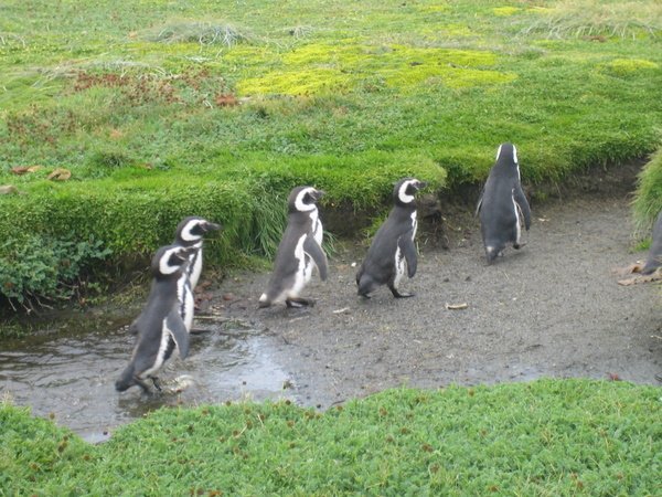 Magellanic penguins 3