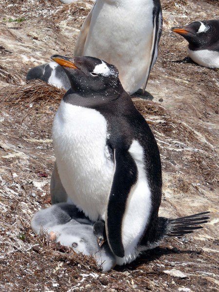 Penguins of the Falkland Islands 2